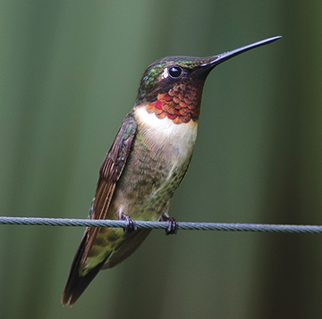 Hummingbird